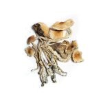 Buy African Transkei Mushroom Online in the United States
