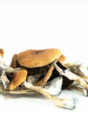 Buy Brazilian Mushroom Online in the United States