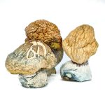 Buy Burmese Mushroom online in the United States