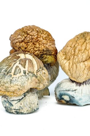 Buy Burmese Mushroom online in the United States