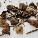 Buy Wavy Caps Mushroom Online in the United States