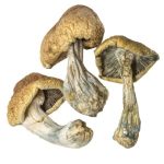 Buy Cambodian Mushroom online in the United States