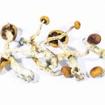 Buy Creeper Mushroom Online in the United States