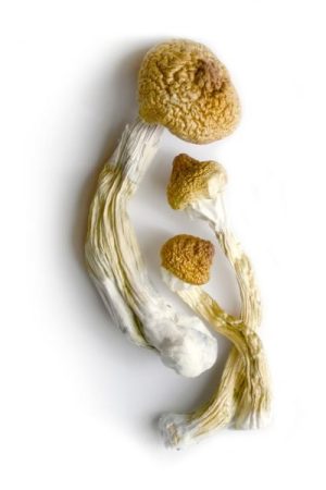 Buy Big Mex Mushroom online in the United States
