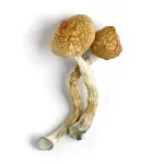 Buy Golden Teacher Mushrooms online in the United States