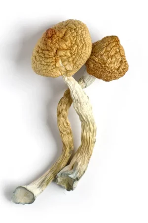Buy Golden Teacher Mushrooms online in the United States