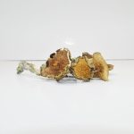 Buy Mazatapec Mushroom online in the United States