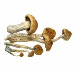 Buy McKennaii Mushroom online in the United States