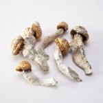 Buy Penis Envy Mushroom online in the United Sates