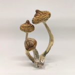 Buy Rusty Whyte Mushroom online in the United States
