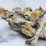 Buy Treasure Coast Mushroom online in the United States