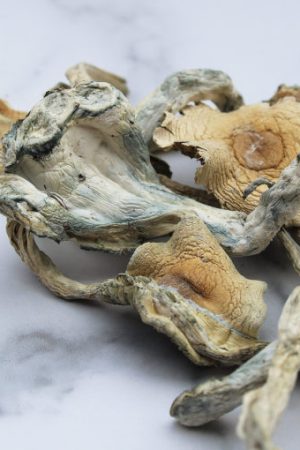 Buy Treasure Coast Mushroom online in the United States