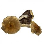 Buy Malabar Mushroom online in the United States