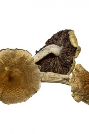 Buy Malabar Mushroom online in the United States