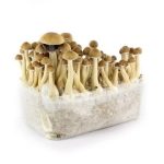 Buy Cambodian Mushroom Grow-kit online in the United States