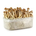 Buy Hawaiian Mushroom Grow-kit online in the United States