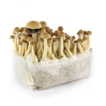 Buy Colombian Mushroom Grow-kit online in the United States